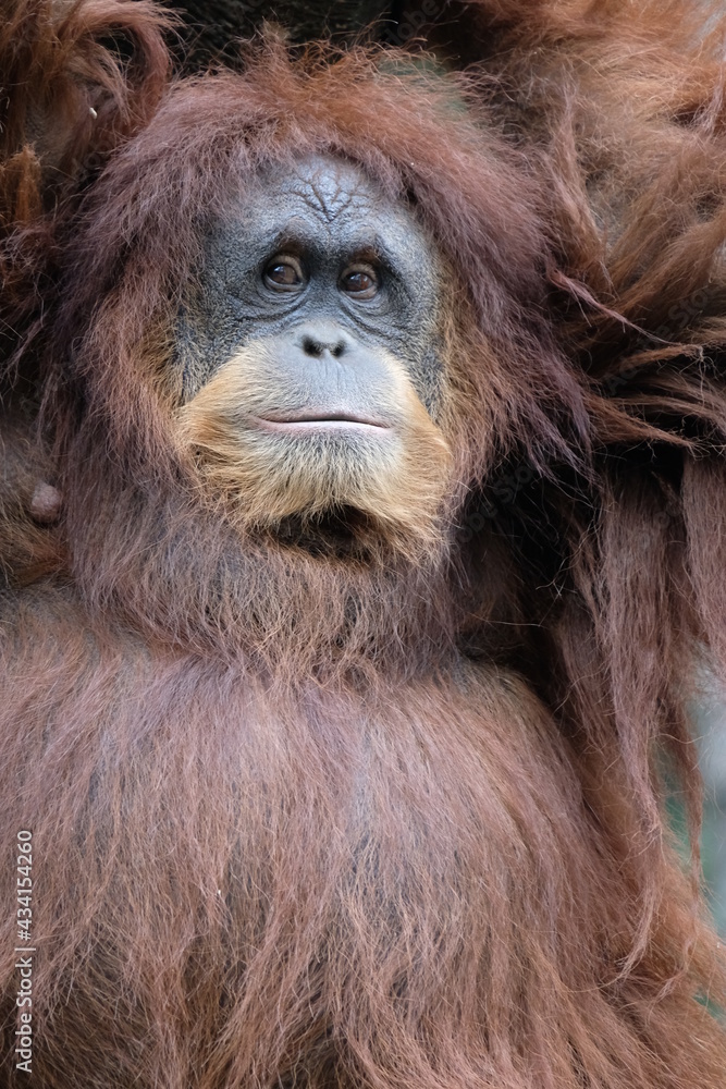 Orangutans are great apes native to the rainforests of Indonesia and Malaysia. Orangutans are great apes native to the rainforests of Indonesia and Malaysia.