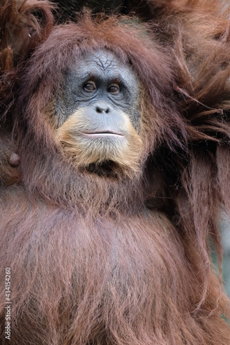 Orangutans are great apes native to the rainforests of Indonesia and Malaysia.