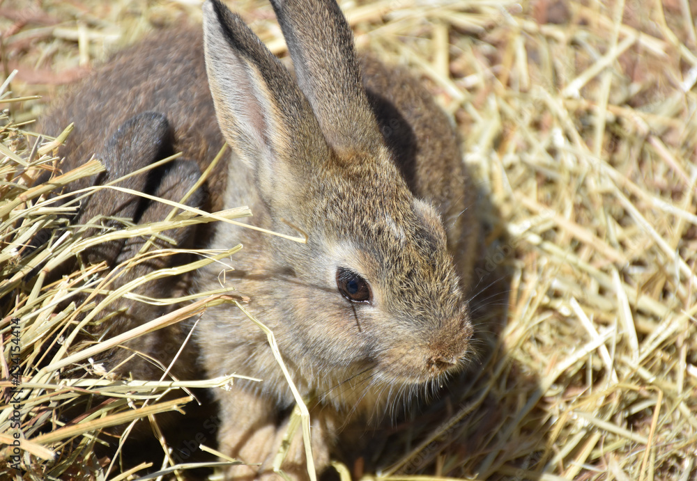 Fototapeta premium Very Cute Little Rabbit Playing in Hay