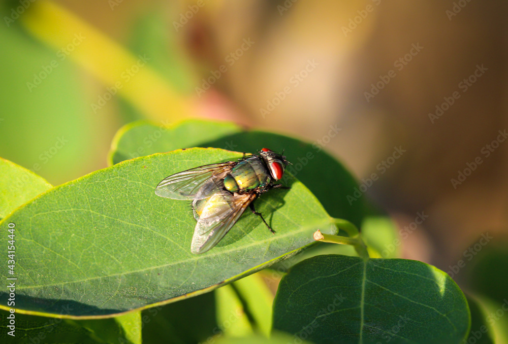 Nahaufnahme einer Fliege auf einer Pflanze. Nahaufnahme einer Fliege auf einer Pflanze.