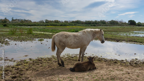 Fototapeta Naklejka Na Ścianę i Meble -  Female horse with her foal resting in a field