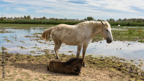 Fototapeta Naklejka Na Ścianę i Meble -  Female horse with her foal resting in a field