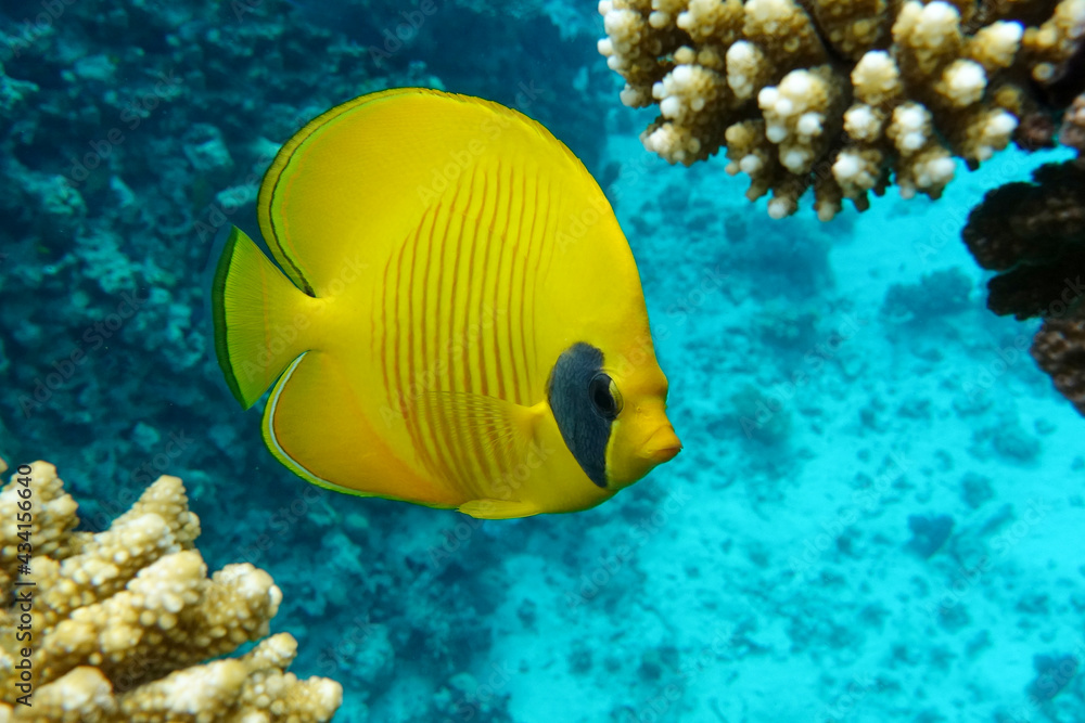 Coral fish - Masked butterflyfish - Chaetodon semilarvatus- Red Sea Coral fish - Masked butterflyfish - Chaetodon semilarvatus- Red Sea