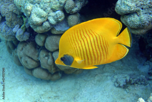 Coral fish - Masked butterflyfish - Chaetodon semilarvatus- Red Sea