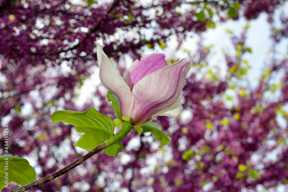 Pink blooming magnolia flowers close-up, beautiful natural background Pink blooming magnolia flowers close-up, beautiful natural background