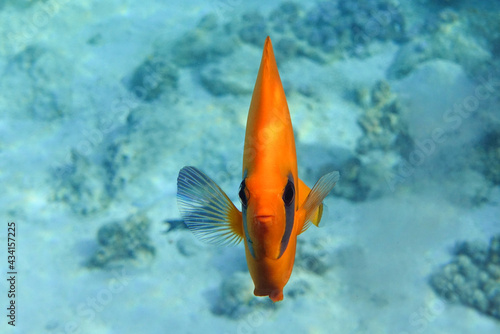 Fototapeta Naklejka Na Ścianę i Meble -  Coral fish - Masked butterflyfish - Chaetodon semilarvatus- Red Sea