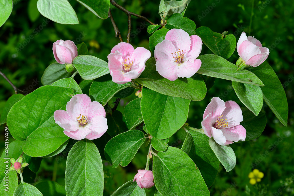 Quince flowers, Cydonia oblonga, is a species of shrubs or small trees of the Rosaceae family. Its fruits are quinces Quince flowers, Cydonia oblonga, is a species of shrubs or small trees of the Rosaceae family. Its fruits are quinces