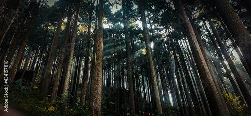 Sun Rays in the Forest