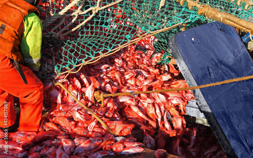 Fotografija Fishermen unload the caught fish Atlantic bass beak into the hold from a fishing