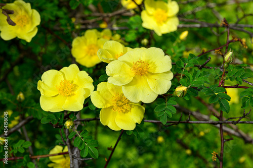 A closeup shot of yellow rosehip flowers