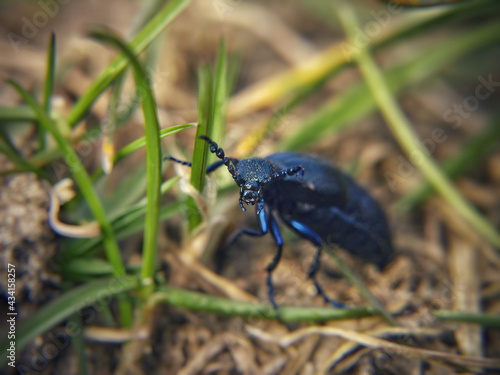 Closeup shot of a black insect on the green grass background © Wirestock Exclusives