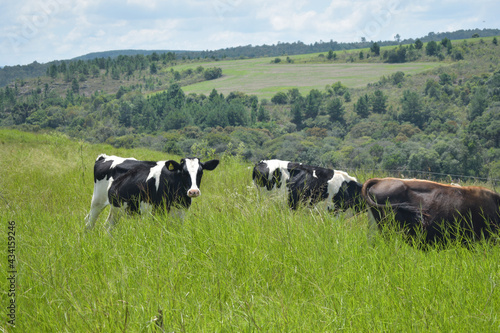 group of cows in pasture