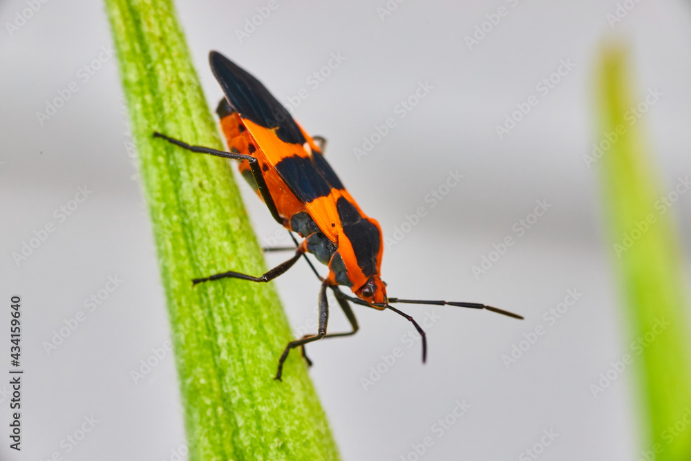 Fototapeta premium Milkweed Seed Bug detail