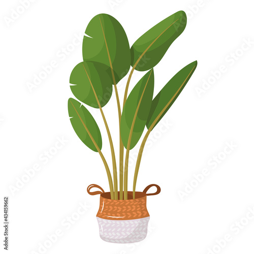 cute flower in a pot. home plant in cartoon style.
