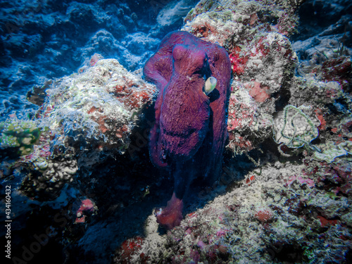 Maroon octopus, like a sailor with a pipe leaning on the elbow on the coral, at the bottom of the Indian Ocean photo