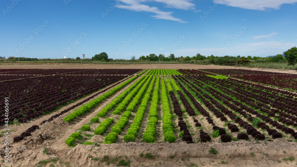 field dedicated to growing vegetables on a farm