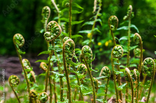 close up of a grass, close up of grass in the morning, young shoots of fern