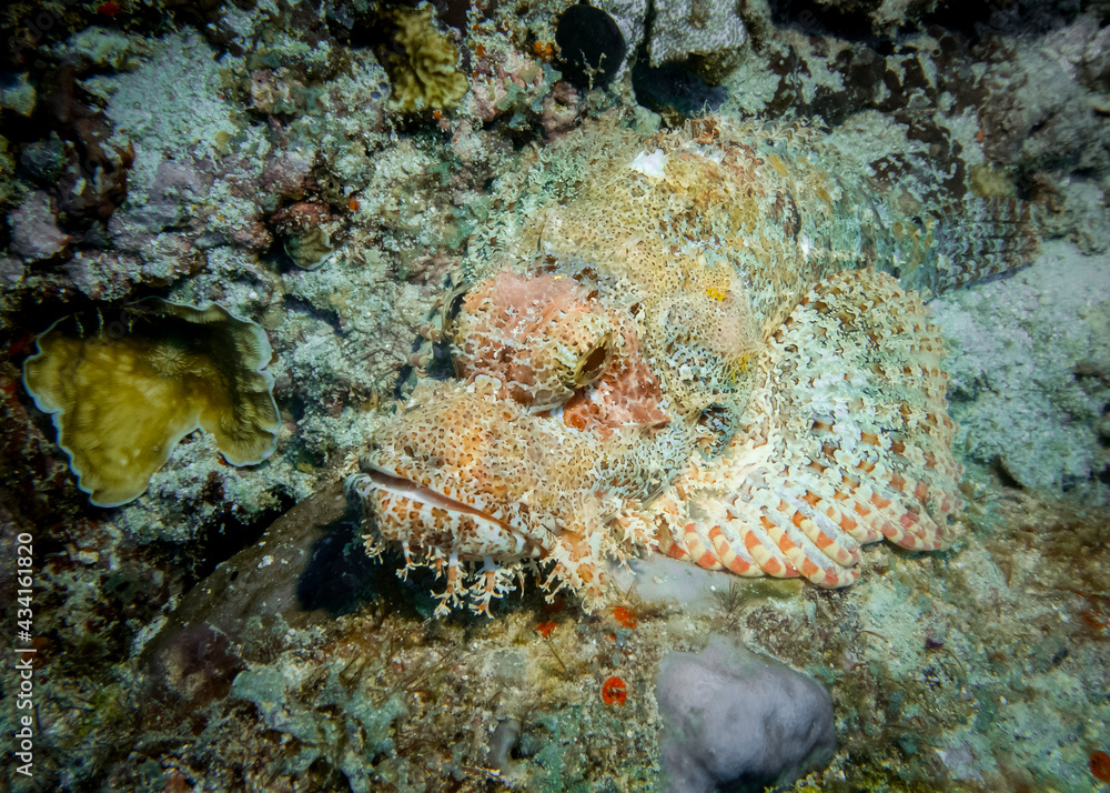 Fototapeta premium Scorpion fish hides among corals at the bottom of the Indian Ocean