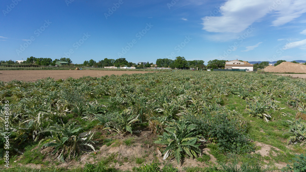 Artichoke plantation on a farm on the outskirts of barcelona. Artichoke plantation on a farm on the outskirts of barcelona.