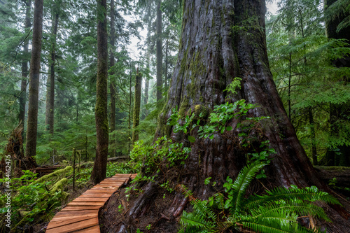 Forest with western red cedar trees in a forest on Vancouver Island, BC Canada