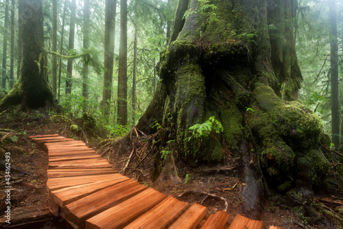 Forest with western red cedar trees in a forest on Vancouver Island, BC Canada photo
