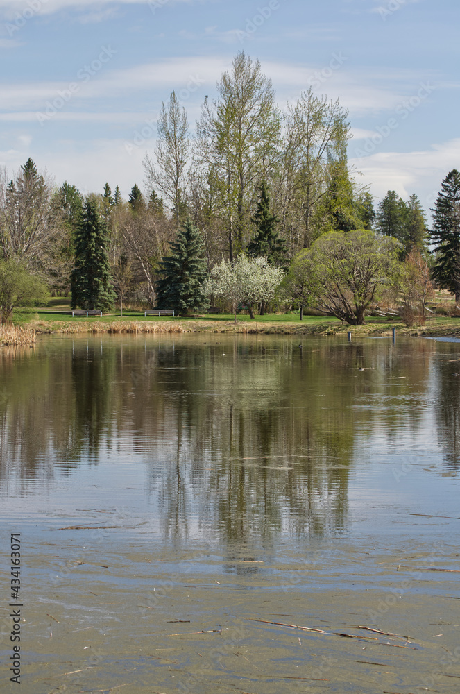 Obraz premium Pond with Trees in the Background
