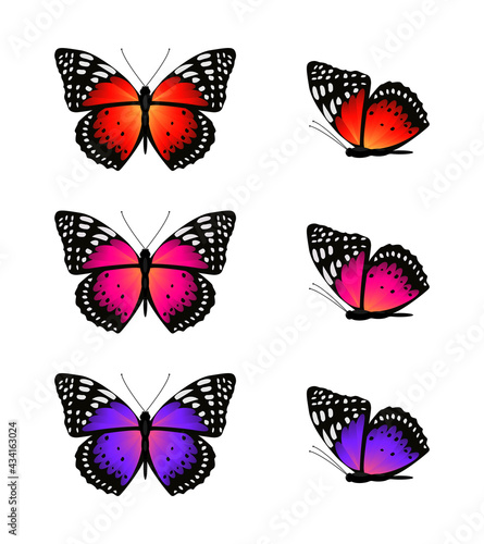 Set of beautiful bright butterflies. Top and side view. Vector illustration on white background.