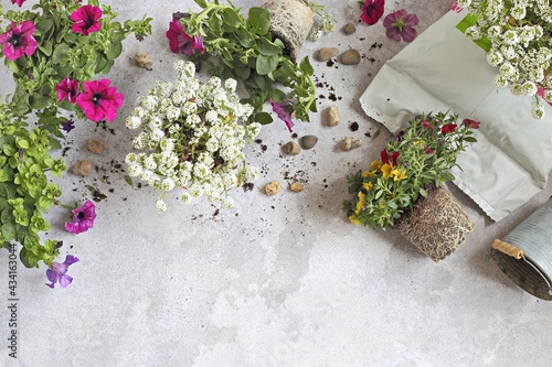 Gardeners hands planting flowers in pot on terrace balcony garden. Growing flowers on a balcony or terrace. Lockdown  hobby. Flat layot. Selective focus photo