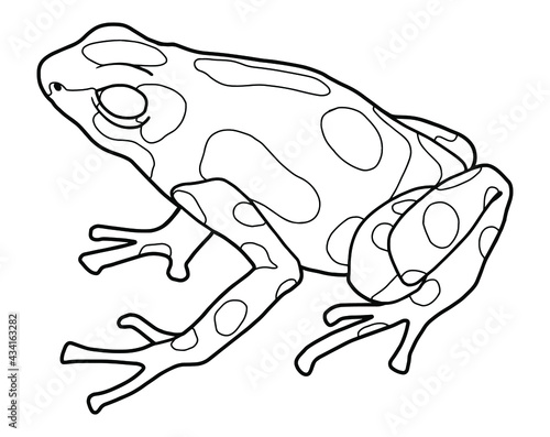 Little frog. Spotted poison dart frog. Coloring page. Black outline.