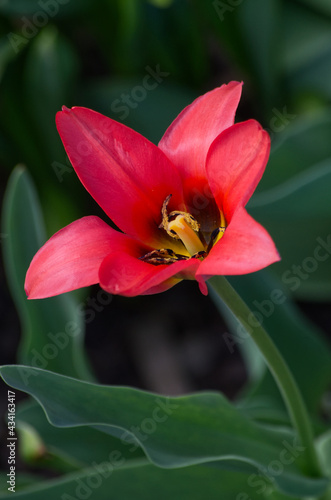 A Tulip Flower in Full Bloom