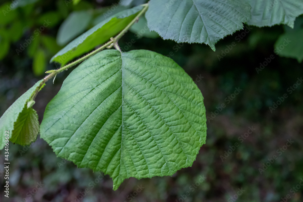 hoja de avellano en el jardin hoja de avellano en el jardin