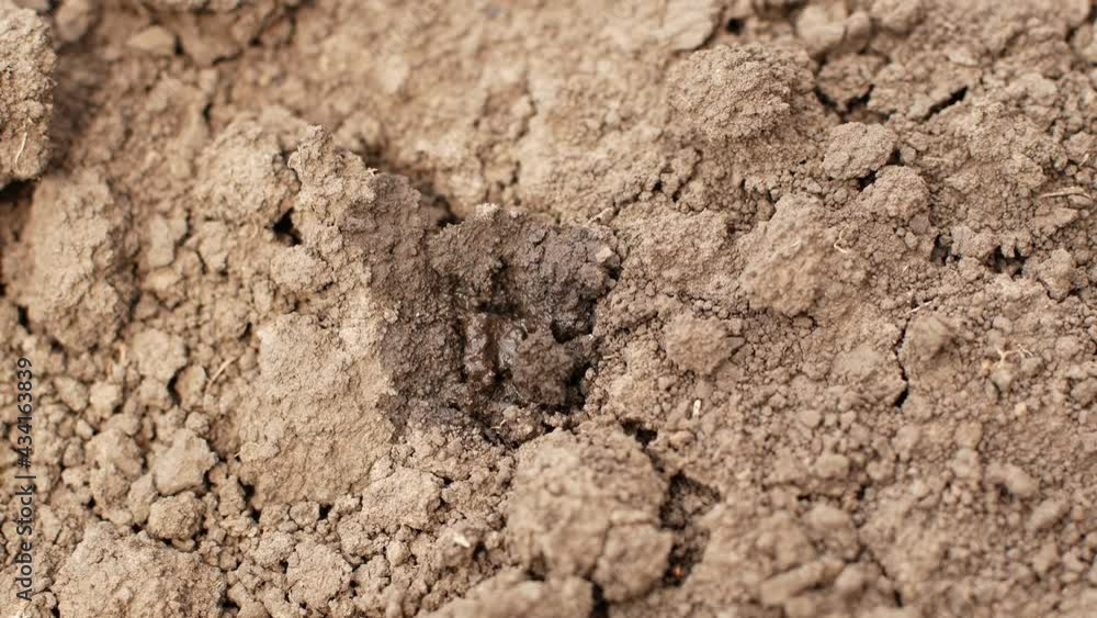 The first drops of rainfall on very dry land during dry periods. Soil for plants after rain.
The first drops of rainfall on very dry land during dry periods. Soil for plants after rain.
