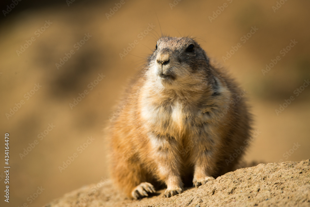 Naklejka premium Tiere - Wildbahn -Gefangenschaft - Retten