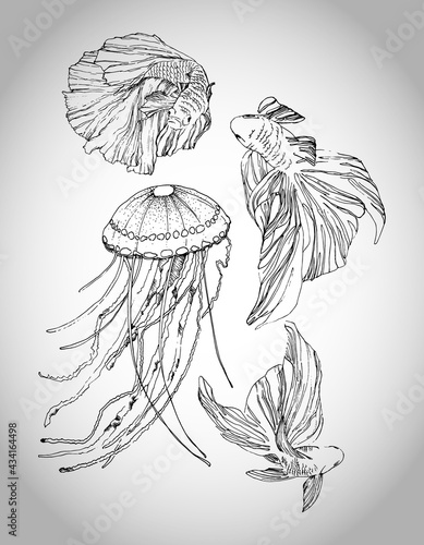 Beautiful hand drawn illustration with Siamese fighting fish and jellyfish.