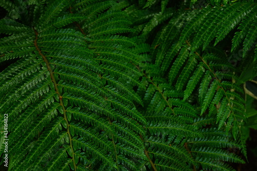 leaf of Cyathea spinulosa in Japan -                              
