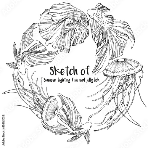 Black and white sketch of Siamese fighting fish and jellyfish swimming in a circle. vector