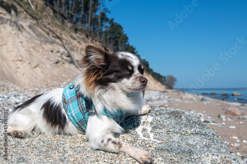 Chihuahua am Meer bei den Kreidefelsen Insel Rügen