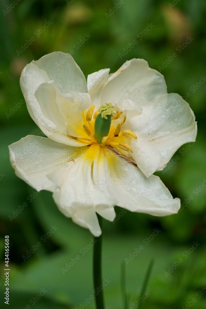 Fototapeta premium Beautiful background with a white tulip in the garden (Tulipa) 