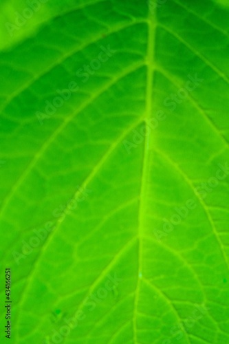 One single leaf background with capillaries, blurred lines and space for text.  Green colour and monochrome color.