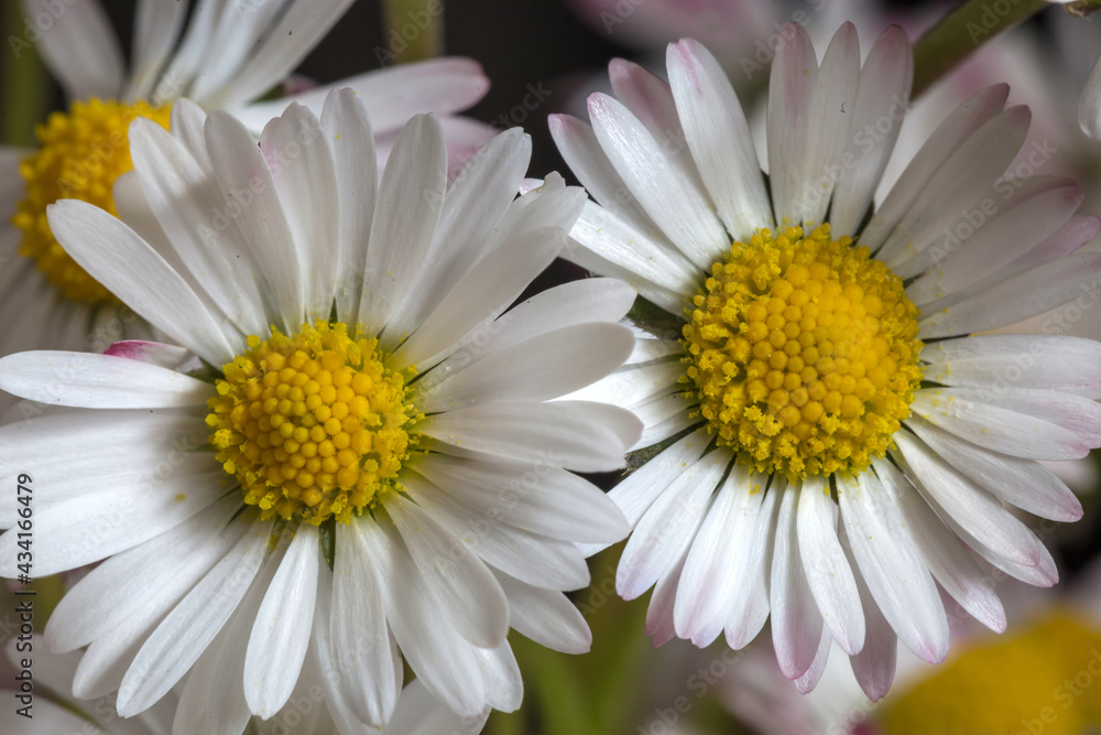 Fototapeta premium Margerite als Makro.
