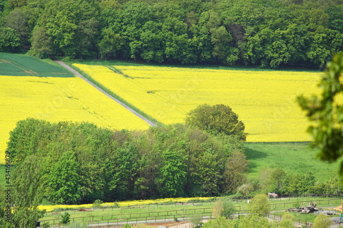 Schöne gelbe Rapsfelder mit grünen Bäumen herum photo