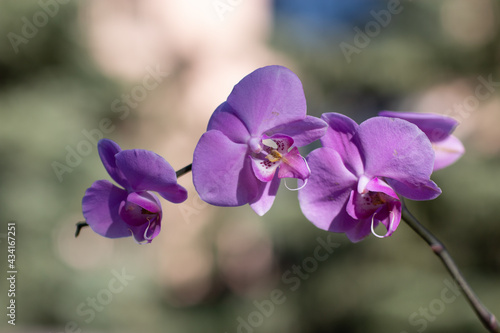 Violet orchid flower, beauty, spa concept