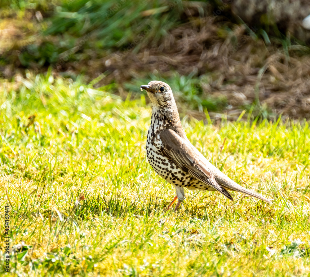 Fototapeta premium Song Thrush, turdus philomelos, visiting a garden in Ireland