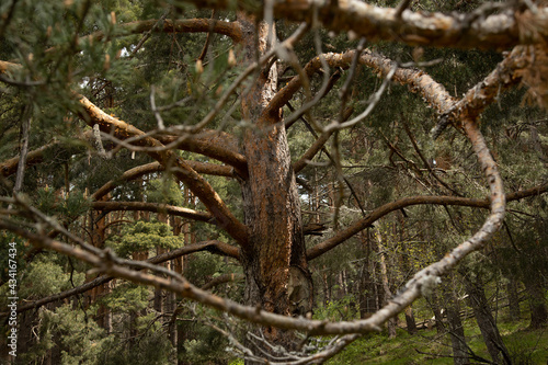 Formas de árbol