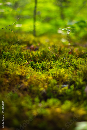 autumn leaves in the forest