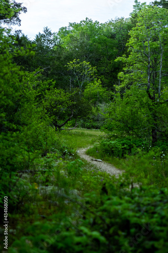 path in the forest