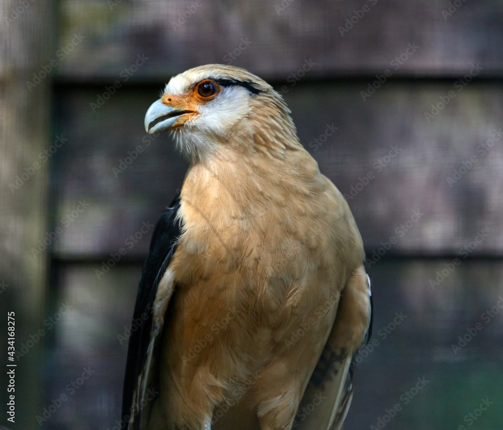 Closeup shot of a yellow-headed caracara bird Closeup shot of a yellow-headed caracara bird