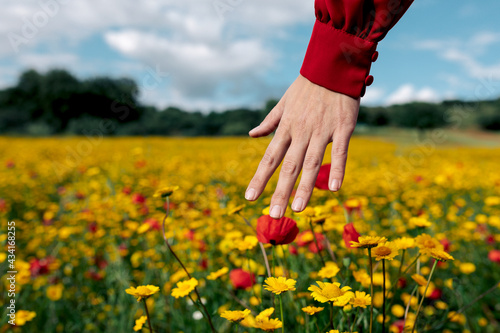 Crop anonymous female touching blooming red and yellow flowers on summer meadow in daytime photo