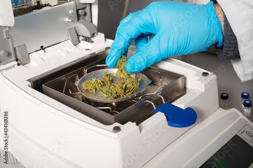 Crop anonymous biologist in glove putting dried marihuana flower buds on pan of moisture measuring device in laboratory photo