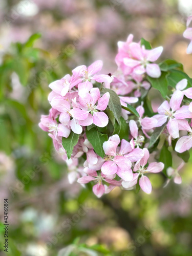 Pink flowers, apple tree inflorescence